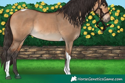 Horse Color:Bay Dun Tobiano 