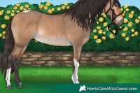 Horse Color:Bay Dun Tobiano 