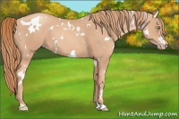 Horse Color:White Spotted Gold Champagne