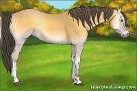 Horse Color:Buckskin Onyx Sabino 