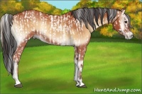 Horse Color:Bay Onyx Sabino  and Bay Onyx Sabino 