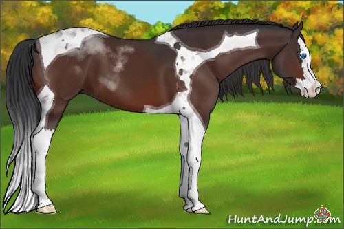 Horse Color:Brown Splash Tobiano 