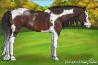 Horse Color:Brown Splash Tobiano 