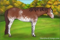 Horse Color:White Spotted Chocolate Bay 