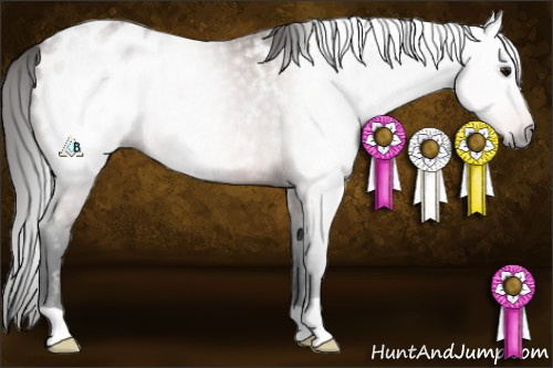 Horse Color:Gray Bay Blanket Rabicano