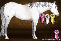Horse Color:Gray Bay Appaloosa Rabicano 
