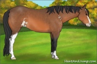 Horse Color:Bay Sabino 