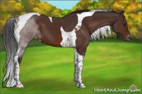 Horse Color:Brown Tobiano Varnish 