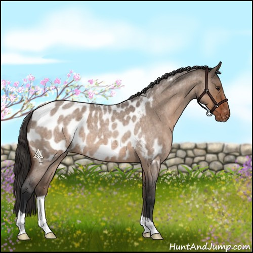 Horse Color:Brown Roan Dun Appaloosa 