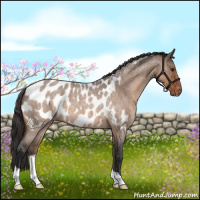 Horse Color:Brown Roan Dun Appaloosa