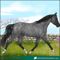 Horse Color:Blue Roan 