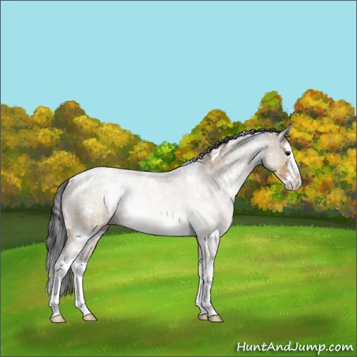 Horse Color:White Spotted Brown Dun Splash Rabicano 