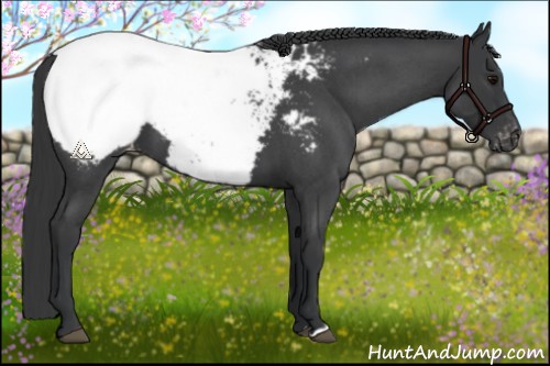 Horse Color:Blue Roan Near Fewspot 