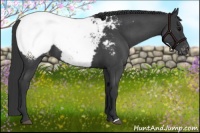 Horse Color:Blue Roan Near Fewspot 