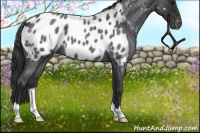 Horse Color:Blue Roan Near Leopard 