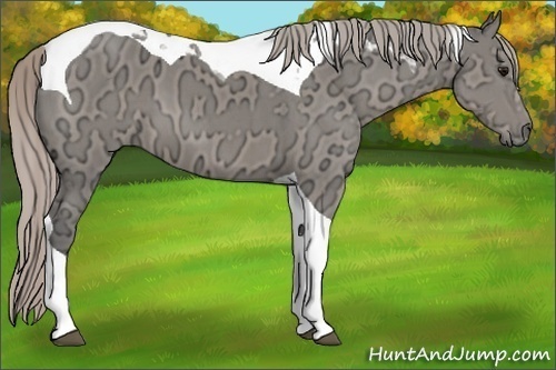 Horse Color:Silver Grullo Ice Tobiano