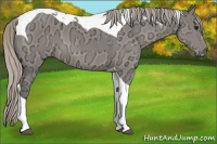 Horse Color:Silver Grullo Ice Tobiano 