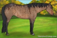 Horse Color:Brown Dun 