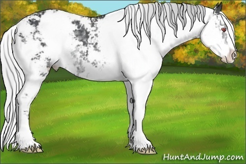 Horse Color:Silver Black Chinchilla Sabino 