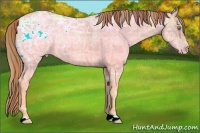 Horse Color:Plaid Gold Champagne Ice Rabicano