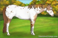 Horse Color:Liver Chestnut Pearl Frame Appaloosa