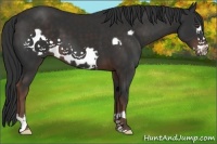 Horse Color:Liver Chestnut Frame 