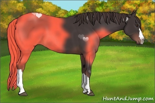 Horse Color:Liver Chestnut 