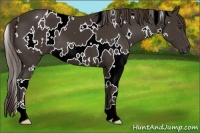Horse Color:White Spotted Liver Chestnut 