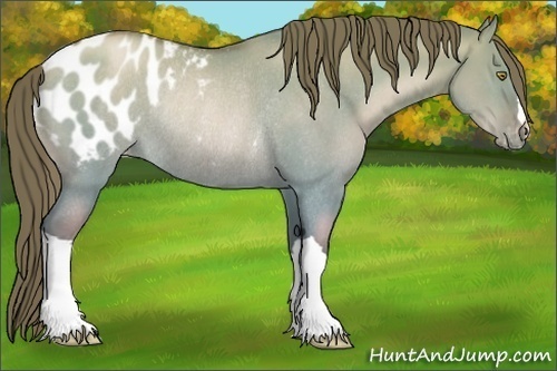Horse Color:Brown Pearl Dun Appaloosa Rabicano 