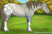 Horse Color:Brown Pearl Dun Appaloosa Rabicano 