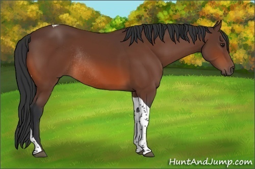 Horse Color:Brown Tobiano Rabicano 