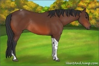 Horse Color:Brown Tobiano Rabicano 