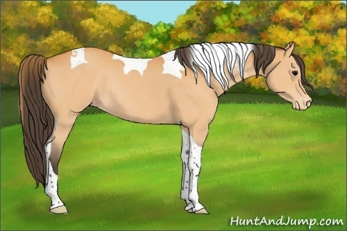 Horse Color:Buckskin Tobiano Varnish Rabicano 