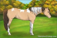 Horse Color:Buckskin Tobiano Varnish Rabicano 