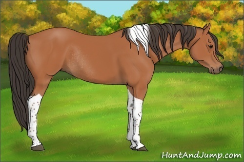 Horse Color:Bay Tobiano Rabicano 
