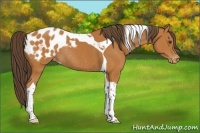 Horse Color:Buckskin Tobiano Appaloosa Rabicano 