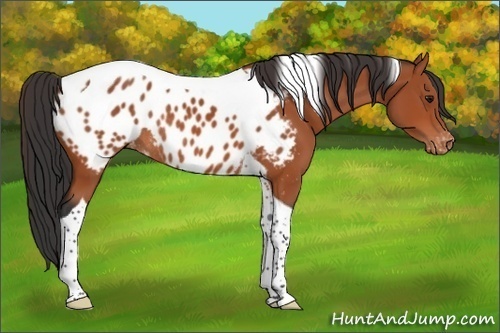 Horse Color:Bay Tobiano Blanket Rabicano 