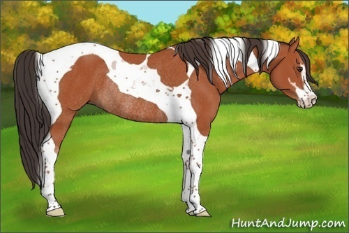 Horse Color:Bay Sabino Tobiano Rabicano 