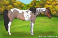 Horse Color:Bay Roan Tobiano Rabicano 