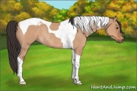 Horse Color:Bay Dun Tobiano Rabicano 