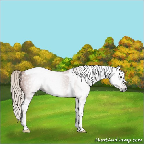 Horse Color:Gray Silver Brown Tobiano Rabicano 
