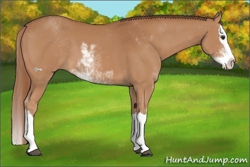 Horse Color:Chestnut Sabino Splash