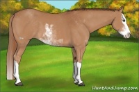 Horse Color:Chestnut Sabino Splash