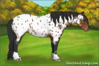Horse Color:Brown Appaloosa 