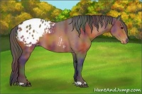 Horse Color:Nacre Bay Appaloosa 