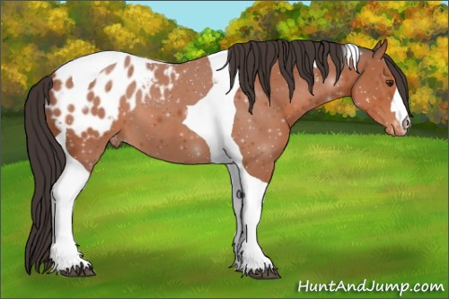 Horse Color:Bay Tobiano Blanket
