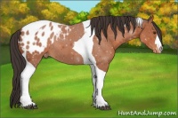 Horse Color:Bay Tobiano Blanket 