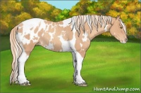 Horse Color:White Spotted Gold Champagne Tobiano Blanket Rabicano 
