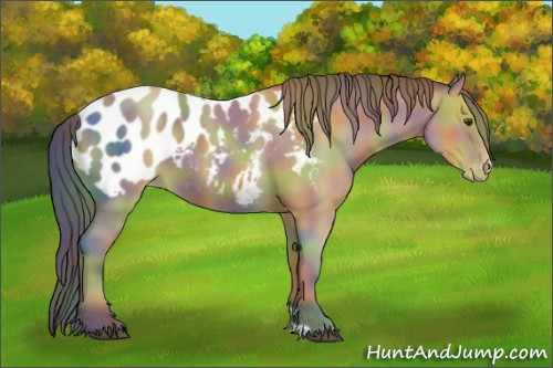 Horse Color:Nacre Buckskin Appaloosa 