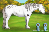 Horse Color:White Spotted Silver Black Appaloosa 